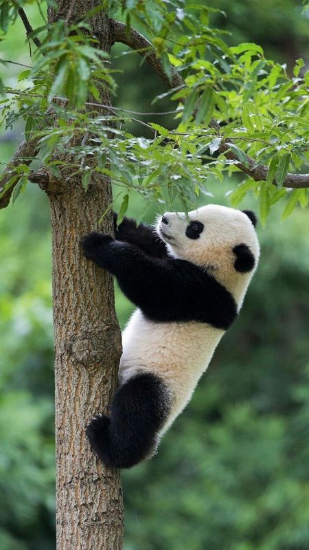 Panda | White Baby Panda Wallpaper