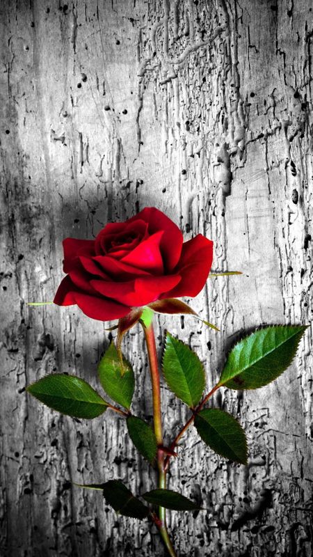 Red Rose - Beautiful Wallpaper