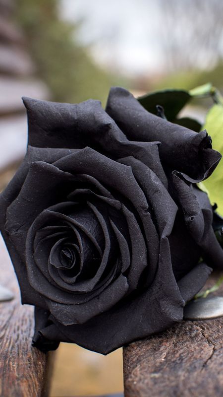 Black Rose | Adorable | Rose Wallpaper