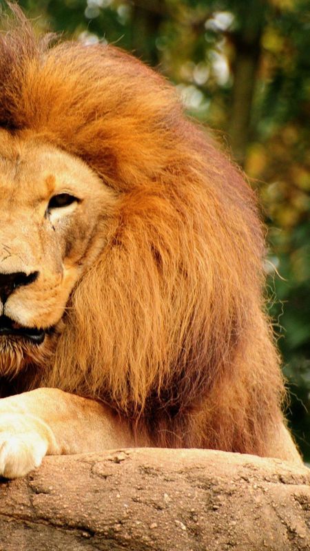 Lion Half Face Wallpaper