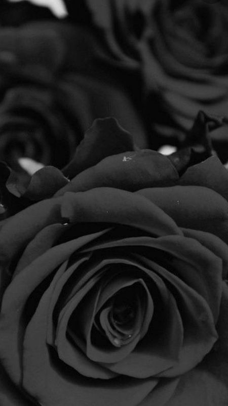 Black Rose | Black Wallpaper