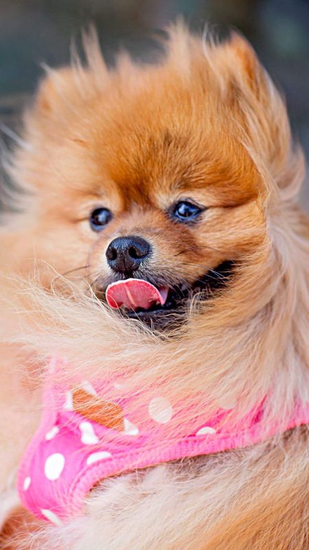 Cute canine dog Wallpaper