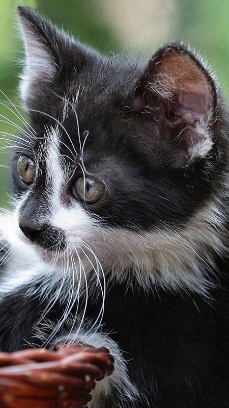 Black Cute Cat - HD Image Wallpaper