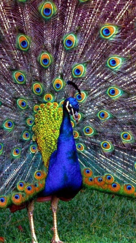 Peacock Feather - Beautiful - Peacock Bird Wallpaper