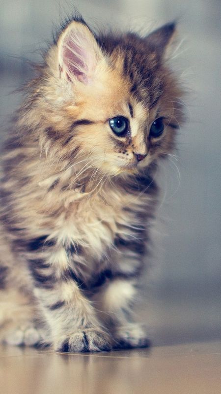 Cute - Small Kitten Wallpaper