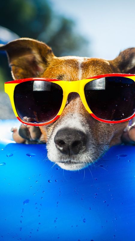 Cool Pool Dog Wallpaper