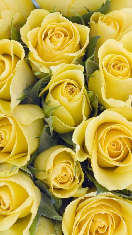 Yellow Rose | Adorable Yellow Rose Wallpaper