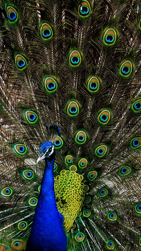 Peacock | Adorable Wallpaper