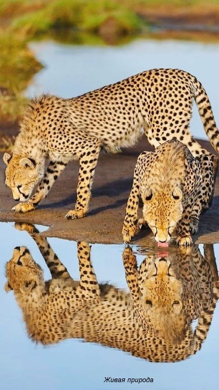 Cheetah | Animal Hunter Cheetah Wallpaper