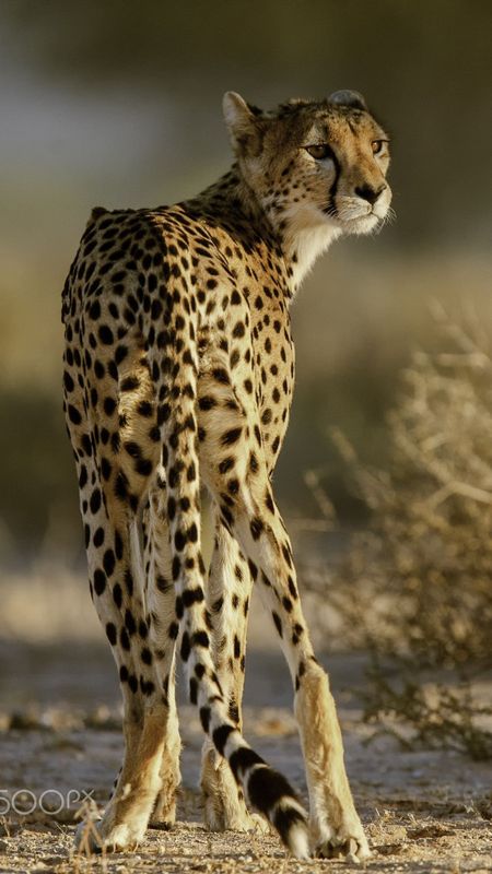 Cheetah | Animal | Hunter Wallpaper