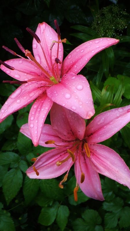 Pink Lily | Adorable | Flower | Background Wallpaper
