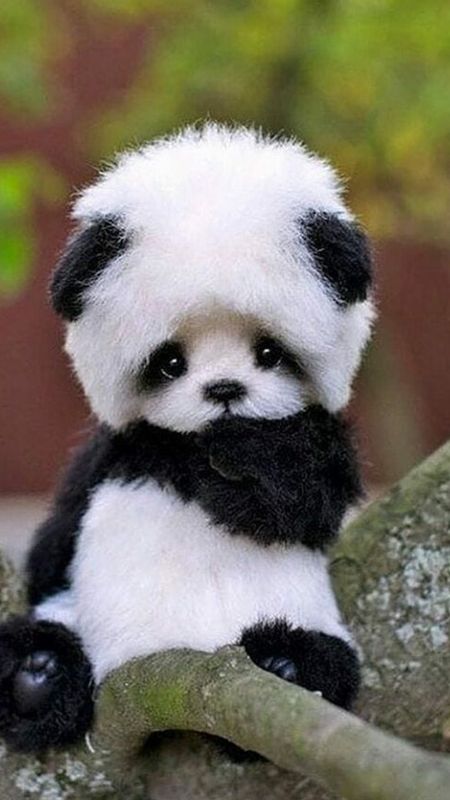 Panda | Cute Baby Panda Wallpaper