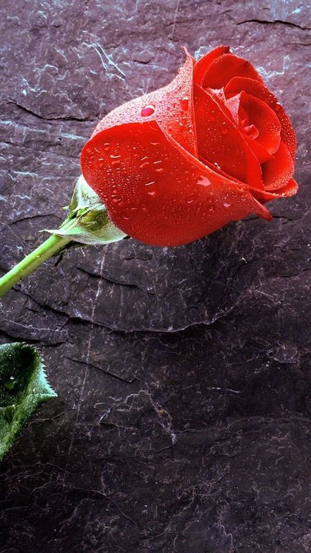 Hd Rose Flower - Love - Valentines Wallpaper