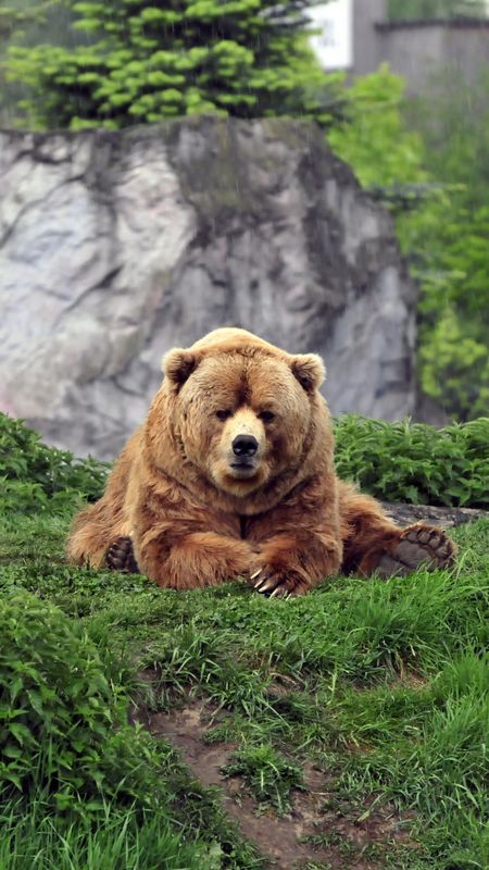 Funny Bear Wallpaper