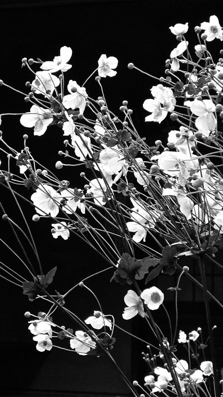 Black Aesthetic | Flowers Wallpaper