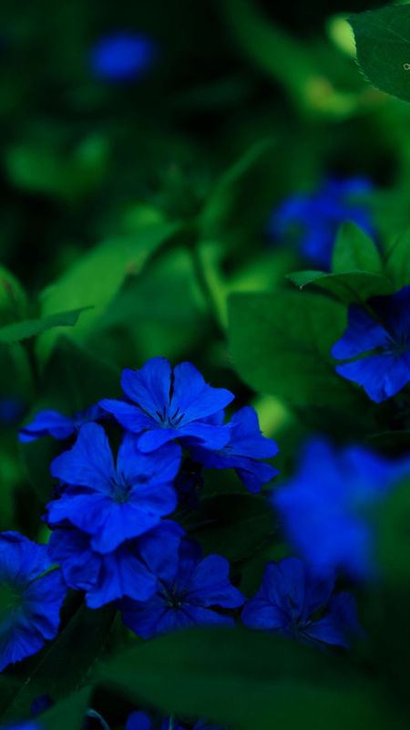 Blue Colour | Blue Colour Flower | Blue Flower Wallpaper