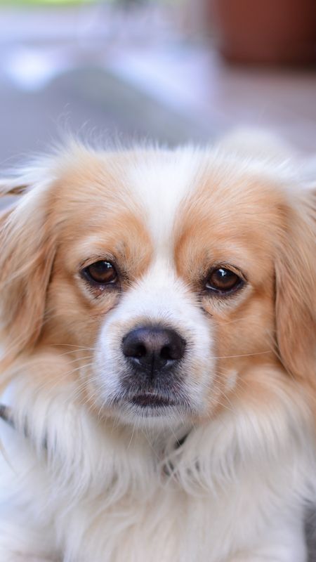 Cute Sad Dog Wallpaper