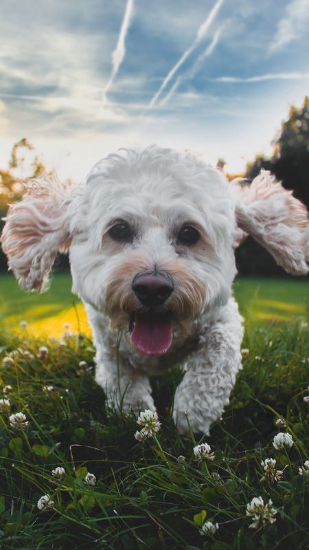 Smiling White Dog Wallpaper