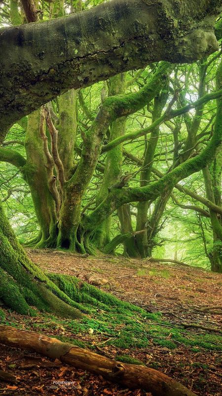 Forest | Natural Forest Trees Wallpaper
