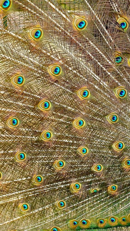 Beautiful Peacock Wallpaper
