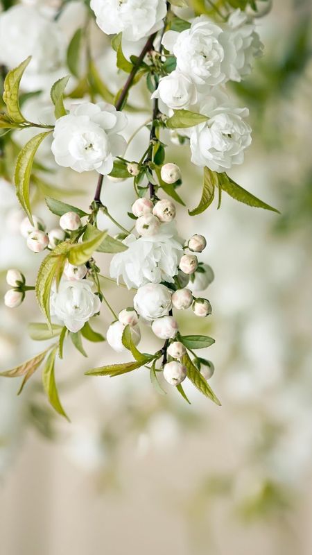 White Flowers | Adorable Flowers | White Flowers adorable Wallpaper