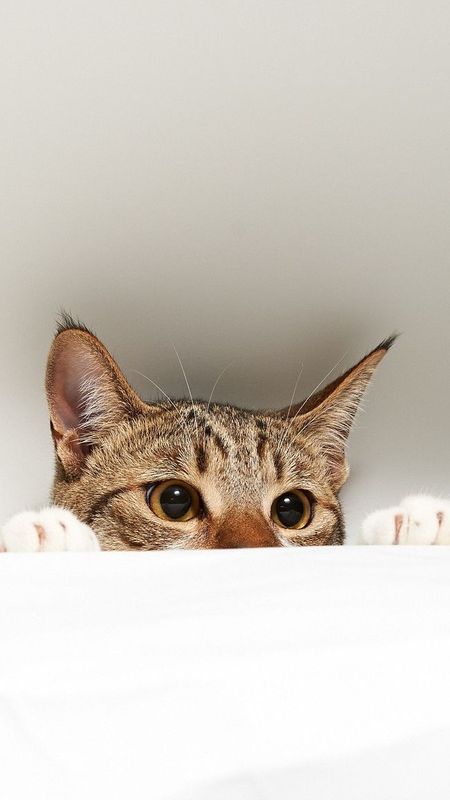 Cute - Pet Animal - Cat Wallpaper