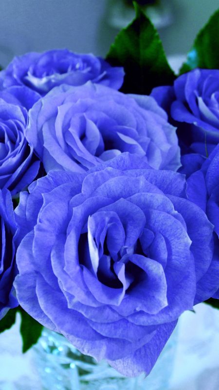 Blue Rose - Blue - Rose Bouquet Wallpaper