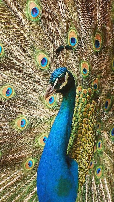 Peacock Feather - Beautiful - Gorgeous - Bird Wallpaper