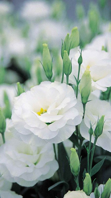 White Flowers | Adorable White | Flowers Wallpaper