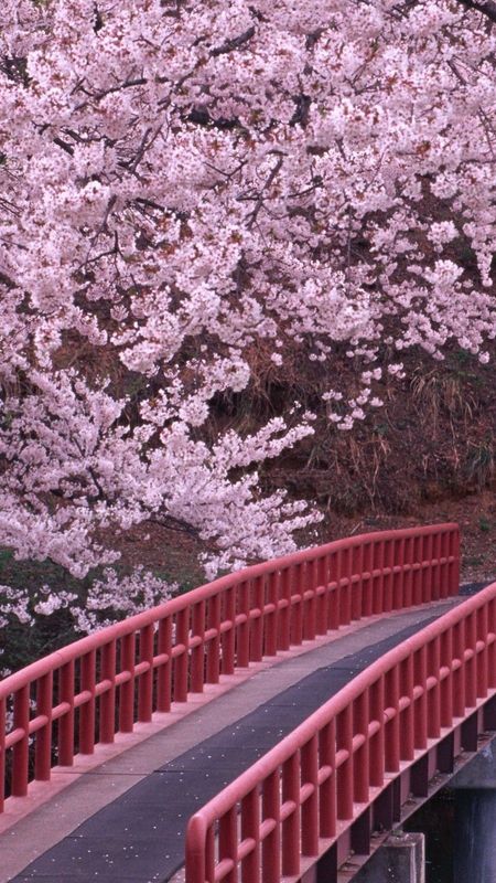 Cherry blossom Wallpaper