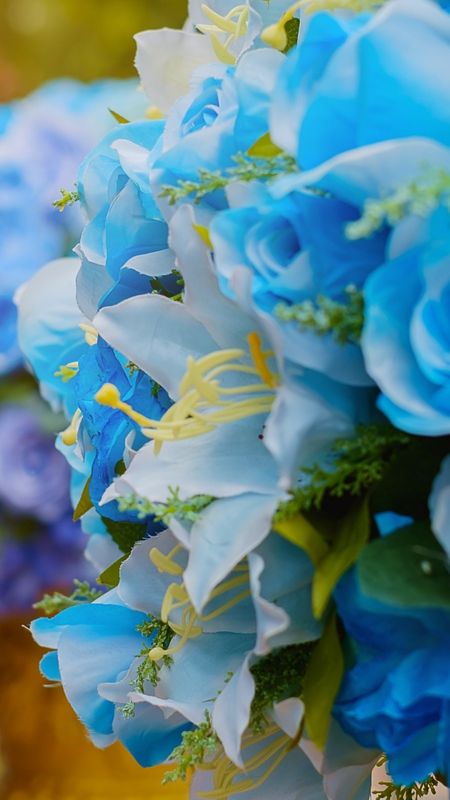 Blue Rose - Roses - Flowers Background Wallpaper