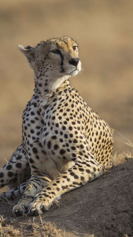 Cheetah | Animal Cheetah Wallpaper