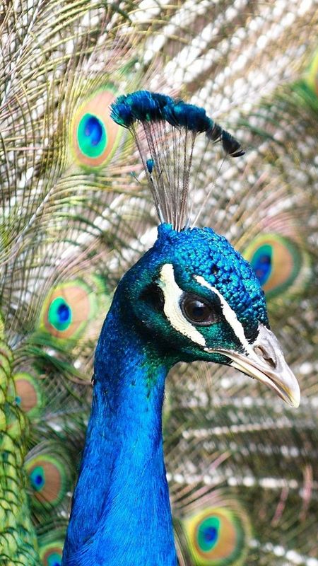 Peacock Feather - Blue - Peacock Bird Wallpaper
