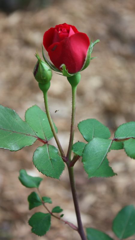 Red Rose | Simple Red Rose Wallpaper