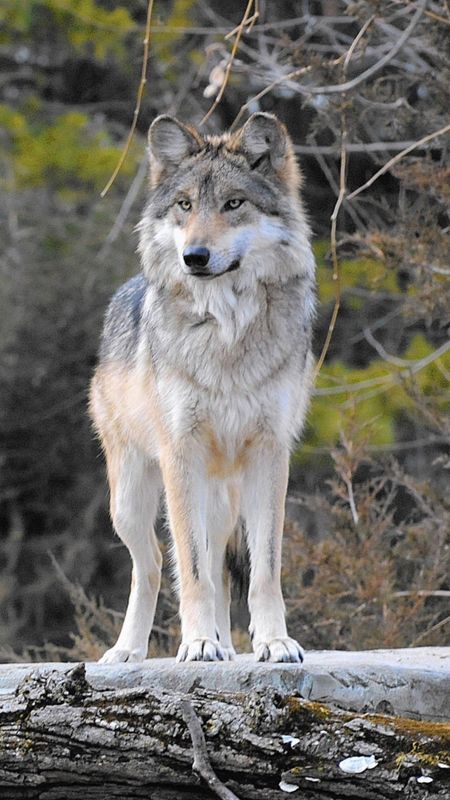 Wolf | Animal Wolf Wallpaper