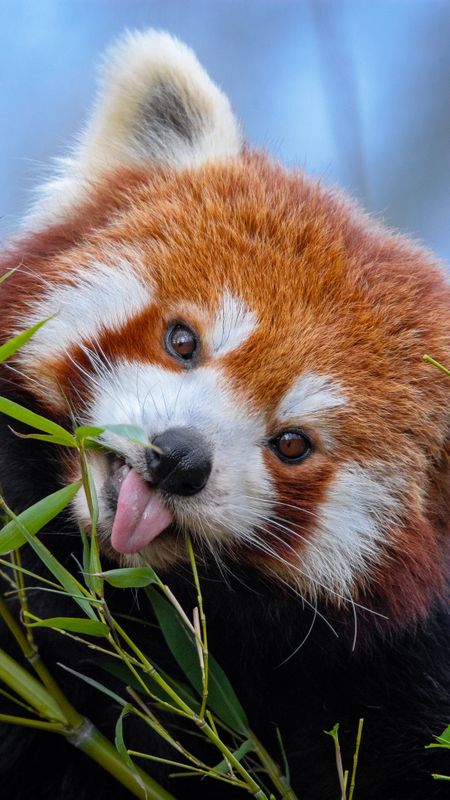 Cute Red panda Wallpaper