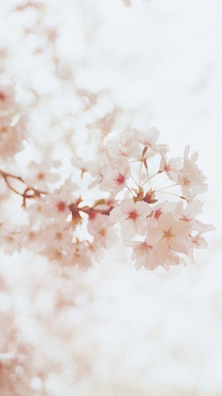 White Cherry Flower Wallpaper