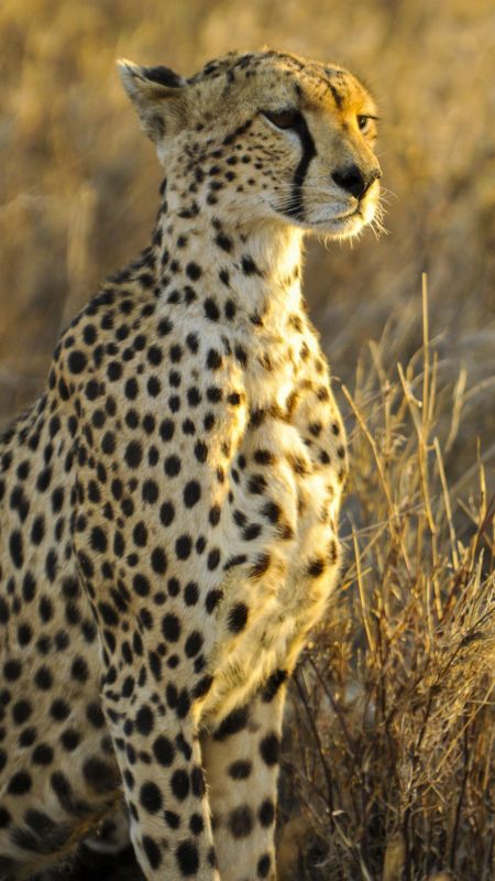 Cheetah | Jungle Animal Cheetah Wallpaper