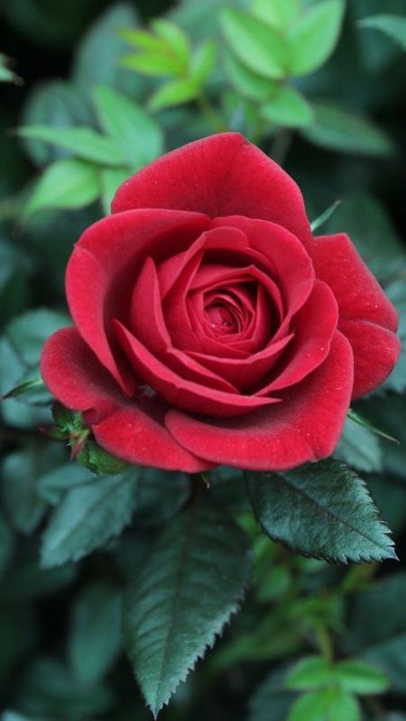 Red Rose | Red Fresh Rose Wallpaper