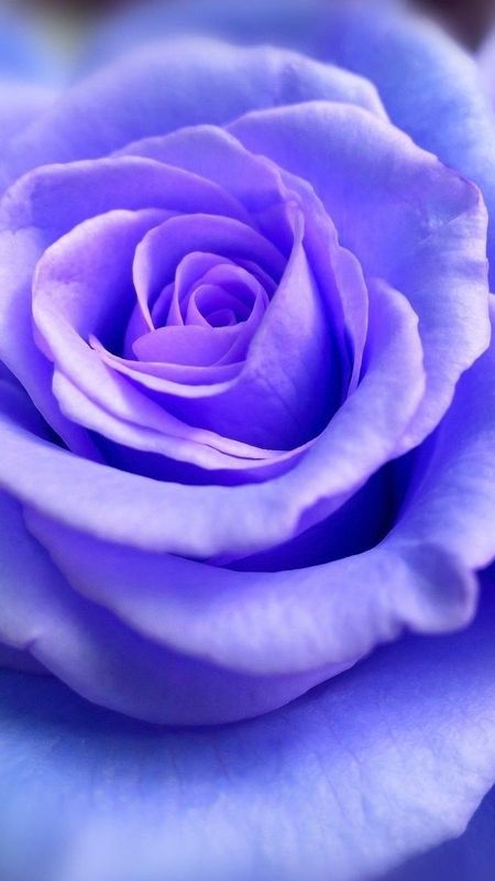 Blue Rose - Blue - Violet Rose Wallpaper