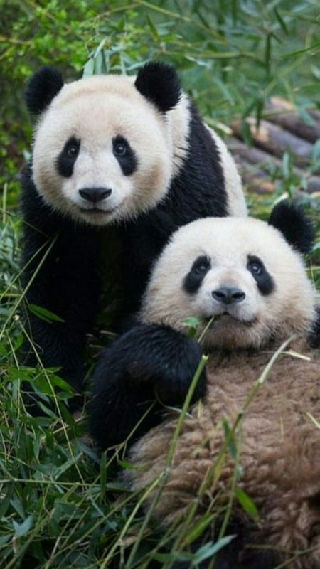 Panda | Pandas Wallpaper