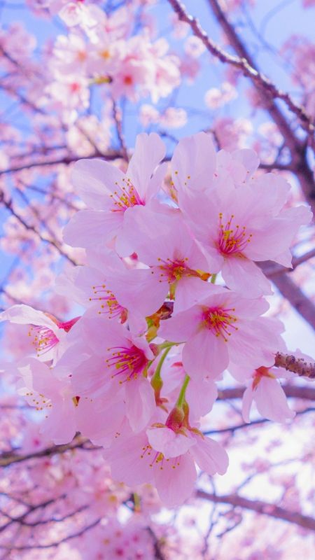 Spring | Pink Adorable Flower Wallpaper