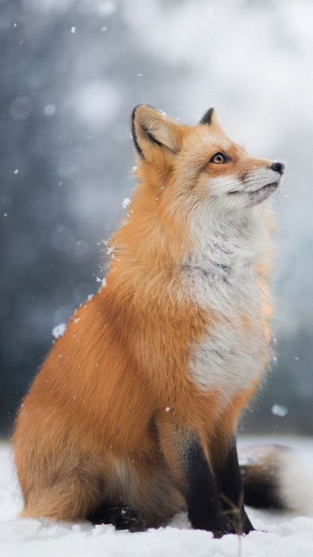 Fox | Wild | Animal Wallpaper