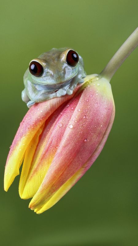 Cute Frog | Cute Wallpaper