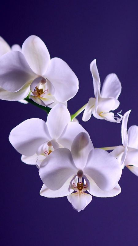Beautiful flower Wallpaper