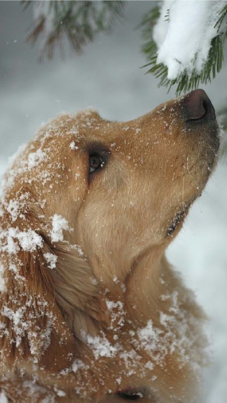 Dog Smelling the Snow Wallpaper