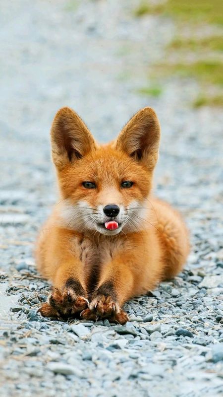 Fox | Brown Wild Animal Wallpaper