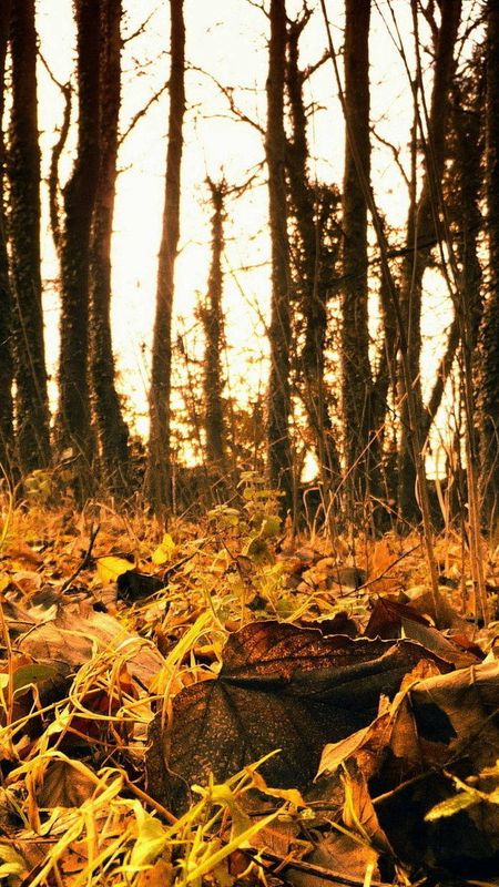 October, Foliage Wallpaper