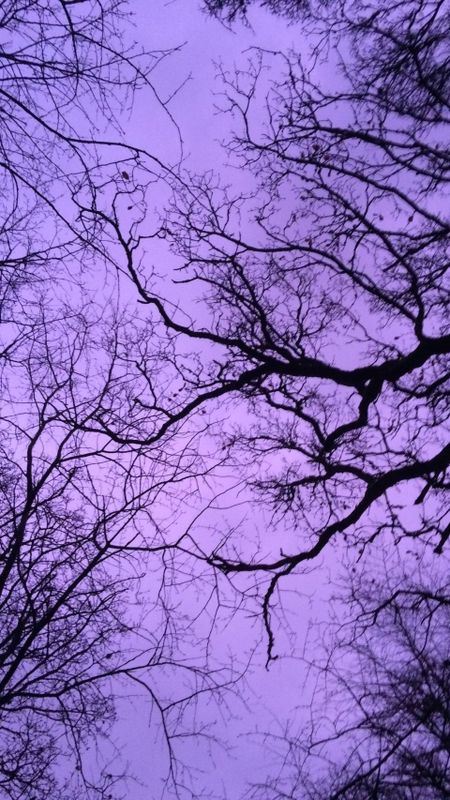 Purple Aesthetic | Nature Wallpaper