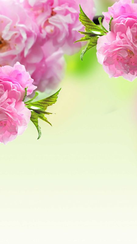 Spring Background | Adorable Pink Flowers Wallpaper